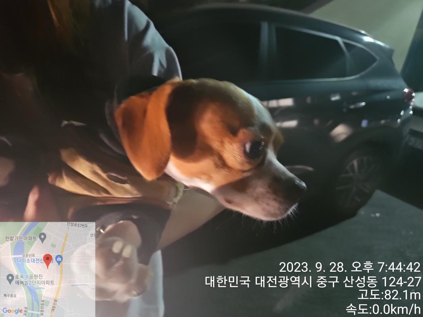 대전동물보호센터_430365202300470